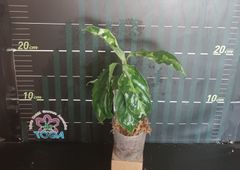 アグラオネマ 　ピクタム　トリカラー Aglaonema pictum tricolor