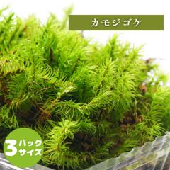 【高原の苔】 風でなびくように伸びる苔 カモジゴケ ミニパック テラリウム 苔パック 苔テラリウム M(１０ｃｍ×１７ｃｍ)外寸
