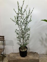 オリーブ　　エルグレコ　8寸　庭木　ガーデニング　母の日　おしゃれ　観葉植物　ガーデニング　庭　ガーデン　植木　インテリア　グリーン