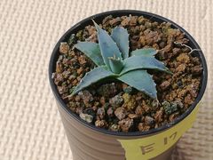 ユタエンシスエボリスピナ抜き苗1株(鉢などは付きません)プランツタグつきE17