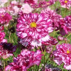 【花の種】コスモス　ダブルクリックバイオレットバイカラー　３０粒　秋桜