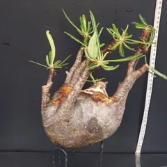 2025年最新】グラキリス 現地球の人気アイテム - メルカリ