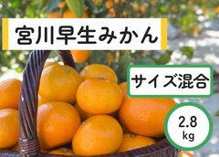 みかんの代表・宮川早生みかん　サイズ混合　2.8キロ