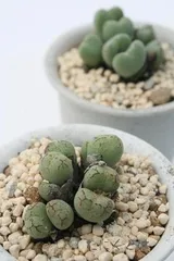 フィシフォルメ 2頭 コノフィツム Mサイズ 5.5ｃｍポット 小型 クラ型 夜咲種 白花 Conophytum ficiforme 多肉植物 多肉永遠