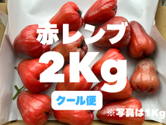 【クール便】※希少果物 〈赤レンブ〉2Kg(20個前後)
