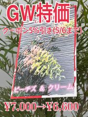 【GWにつき特価】グレビレア  ピーチアンドクリーム６号【花芽付き】