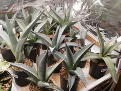 2026年最新】アガベ ホリダの人気アイテム - メルカリ