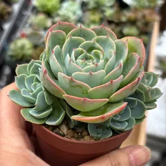 2025年最新】多肉植物 七福神 抜き苗の人気アイテム - メルカリ