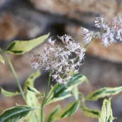 2025年最新】フジバカマ 斑入りの人気アイテム - メルカリ