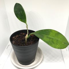 ホヤ オーストラリス　抜き苗発送