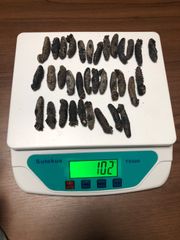 直売関西産A級品 乾燥なまこSS 100g30匹 (計量時102g34本)