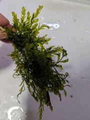 【一点物】ボルビティスspギニアナロー　付き流木　②