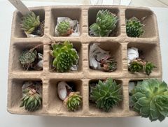 センペルビウム12種類セット②