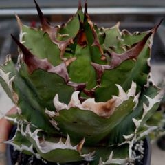 Crd62zmQWFoGDRrmL3LLHU.jpg@jpg