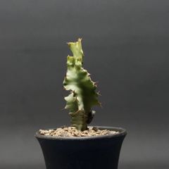 "Euphorbia graniticola" ユーフォルビア グラニティコラ 管理2260