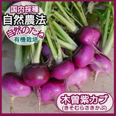木曽紫カブ　かぶの種　無農薬の種　　たね　カブの種　家庭菜園　プランター　国内採種　自然農法　自然のたね　きそむらさきかぶ　野菜の種　種　350粒　からだに安心