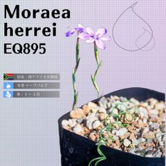 モラエア ヘレイ Moraea herrei  EQ895