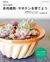 ヤマー アガベ チタノタ 姫厳竜 強棘 狂刺 短葉 包葉極上美株 J