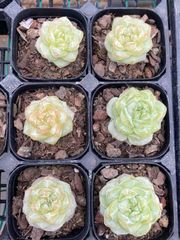 抜き苗 スーパークリアマツカ MY60×40株 ふっくら 多肉植物 エケベリア サボテン 韓国苗 新入荷