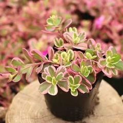 21AAA ハオルチア　多肉植物　赤い鳥糊斑　自家繁殖 27d ハオルチア 多肉植物 実生オブツーサ錦糊斑 自家繁殖 （64L