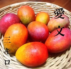 沖縄県産　完熟 マンゴー　アーウィン　約3kg