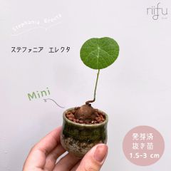 〚ミニサイズ♡ステファニア エレクタ〛Stephania Erecta / ステファニアピエレイ 直径 1.5~3cm 塊根植物 コーデックス 抜き苗 発芽済