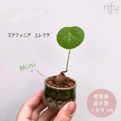 2025年最新】ミニ鉢の人気アイテム - メルカリ