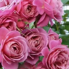 和バラ 和薔薇 挿し木 苗 ⑤ - メルカリ