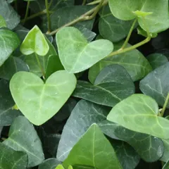 nanairo ひめうこぎ苗木25本➕3本、新芽20本 Amazon.co.jp: ウコギ『