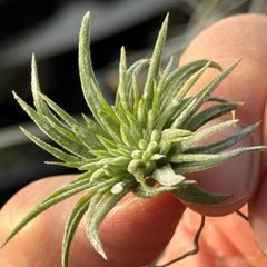 チランジア イオナンタ モンストローズ Tillandsia ionantha Monstrose＊エアプランツ＠フラワーショップ江口