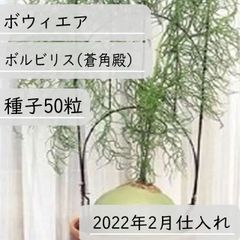 【種子】ボウィエア ボルビリス(蒼角殿) -2022年2月仕入れ- 種子50粒