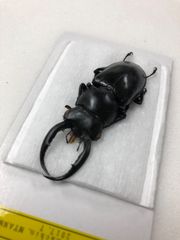 昆虫標本★ミャンマー産ウエストウッディオオシカクワガタ♂58ミリ