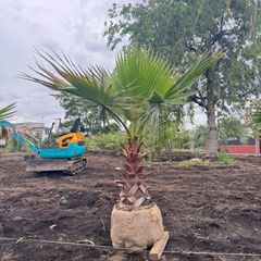 ダブルヘッド】ソテツ - メルカリ