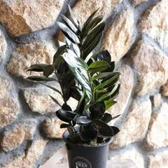 ソテツディオーン　10号特大苗木最高等級極上品‼️　希少 ソテツディオーン 10号特大苗木最高等級極上品‼️ 希少 - メルカリ