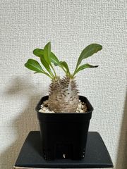 札落ち パキポディウム 現地球 発根済 - メルカリ