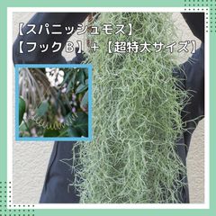 【スパニッシュモス専用フックB】＋【超特大サイズのスパニッシュモス】 チランジア　ウスネオイデス エアプランツ ハンガー