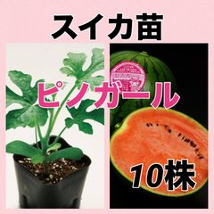 スイカ苗‼️ピノガール10本
