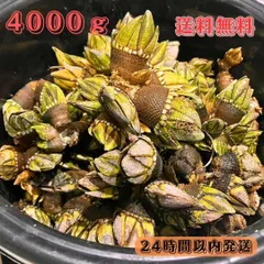 冷凍マツバ貝200個　石鯛　黒鯛　釣り餌　カサガイ　ジンガサ 冷凍マツバ貝200個 石鯛 黒鯛 釣り餌 カサガイ ジンガサ - メルカリ