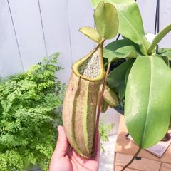 ウツボカズラ ネペンテス N.ウンデュラティフォリア 食虫植物 - メルカリ