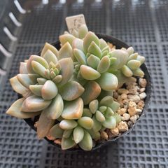 多肉植物パールビーン 抜き苗 - メルカリ