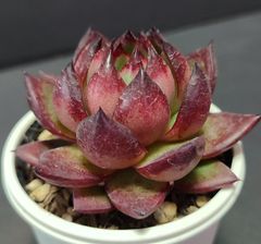 エケベリア原種 アガボイデス  トゥスパン agavoides Tuxpan  ケーレス実生苗 月曜or火曜日発送。