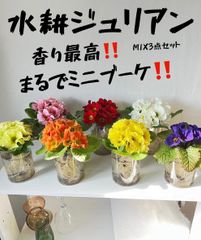 水耕　ジュリアン　まるでミニブーケ‼️  MIX 3点セット