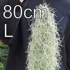 ８０cm の スパニッシュモス　（Lサイズ）　チランジア　エアプランツ　ウスネオイデス　スワッグ　多肉植物