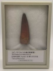 スピノサウルスの歯 化石 白亜紀 東京サイエンス - メルカリ