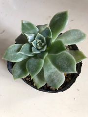 多肉植物　　オリビヤ