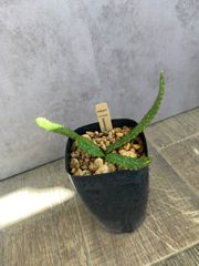 ユーフォルビア　ステラータ　飛竜　トゲもの　ポットごと