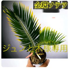 ジュンと木様専用 - メルカリ