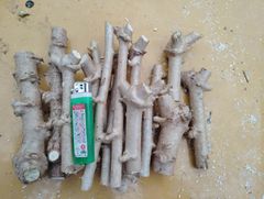 徳之島産キャッサバ苗挿木用苗10本入り - メルカリ