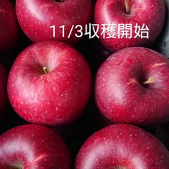 「しなのほっぺ」収穫スタート‼️硬くてパリッとシャリッとの食感がお好きな方は是非/約10kg　バランスのとれたりんご。長野県オリジナル品種/スタッフ推しりんごです。