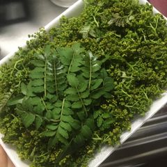 山椒の花、花山椒100 - メルカリ